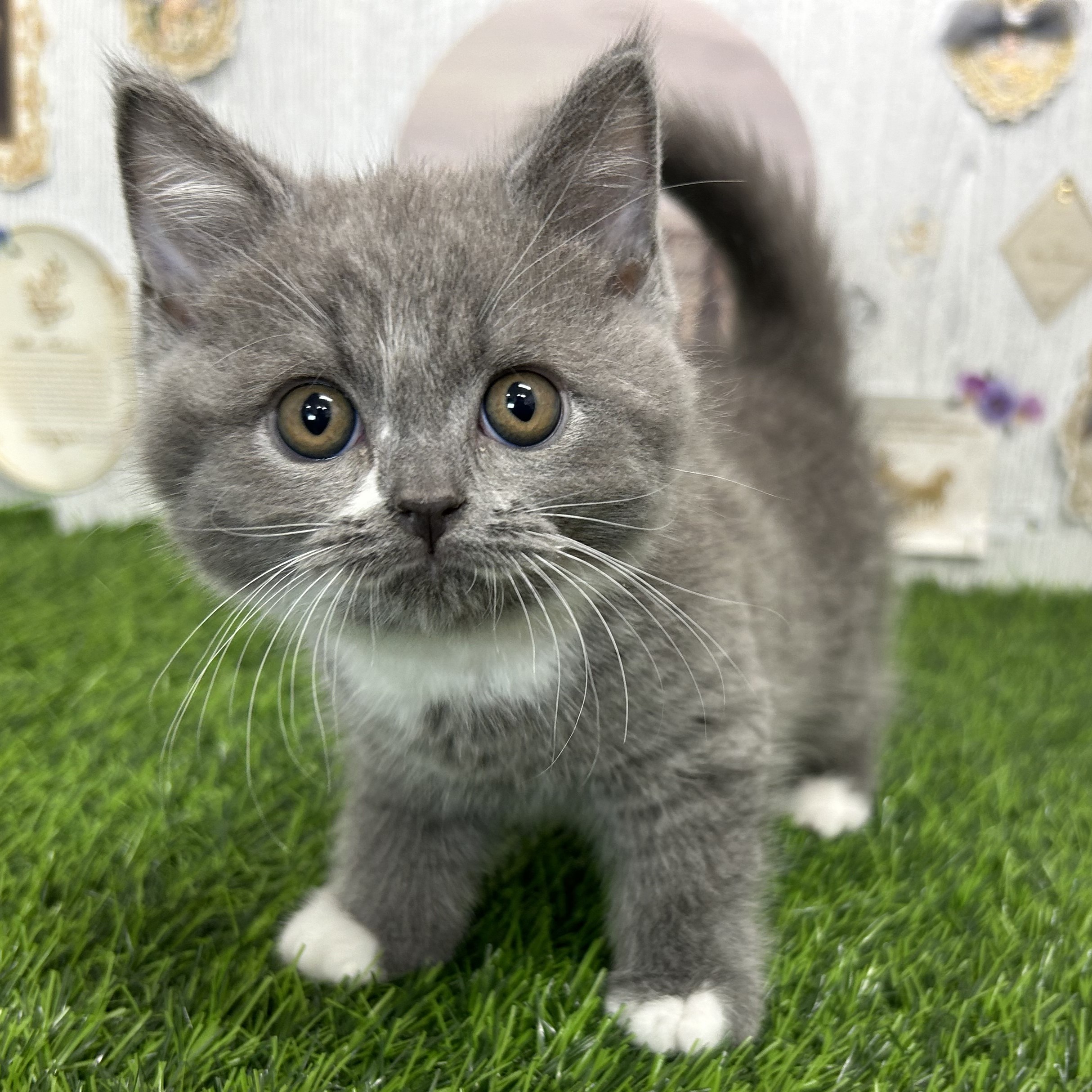 🌟新入り仔犬＆仔猫ちゃんのご紹介🌟 | ペットショップ 犬の家&猫の里